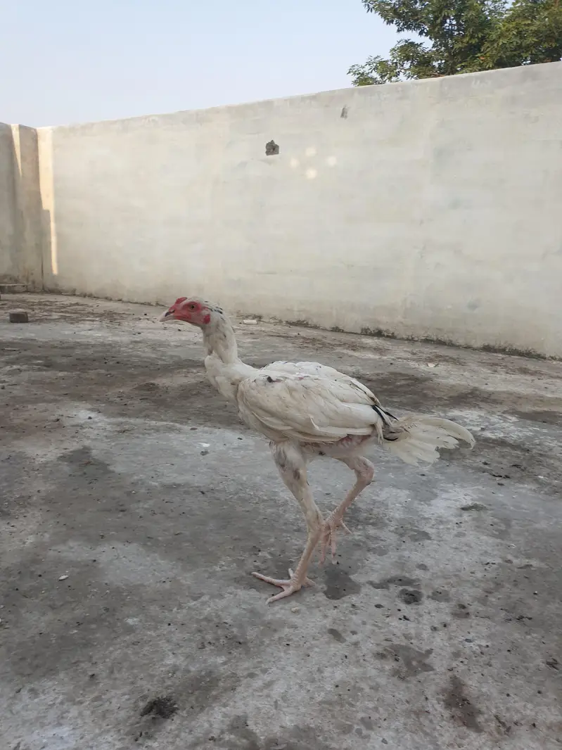 All chicks full healthy — photo 5
