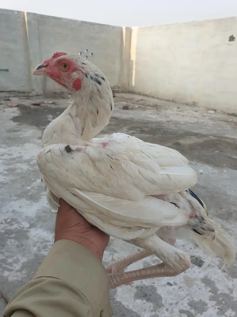 All chicks full healthy — photo 6