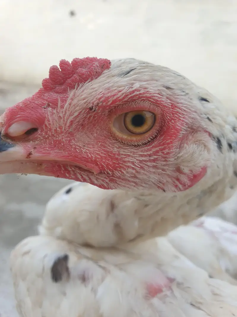 All chicks full healthy — photo 7