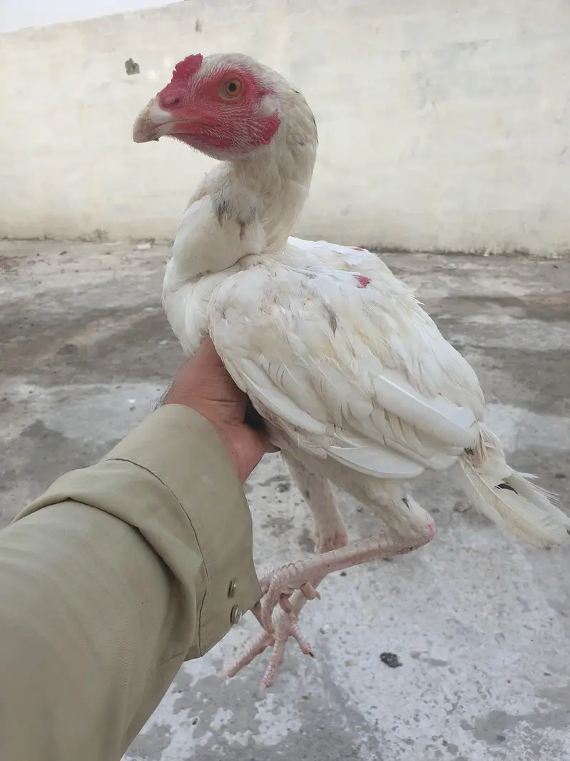 All chicks full healthy — photo 8