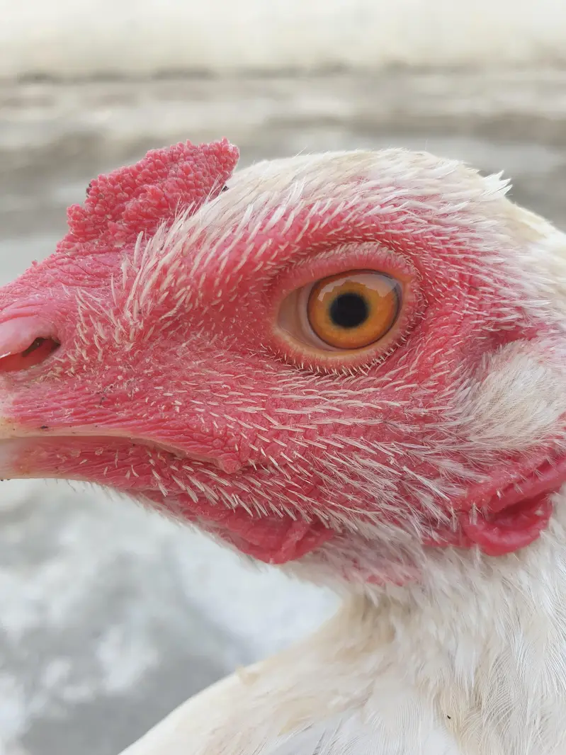 All chicks full healthy — photo 9