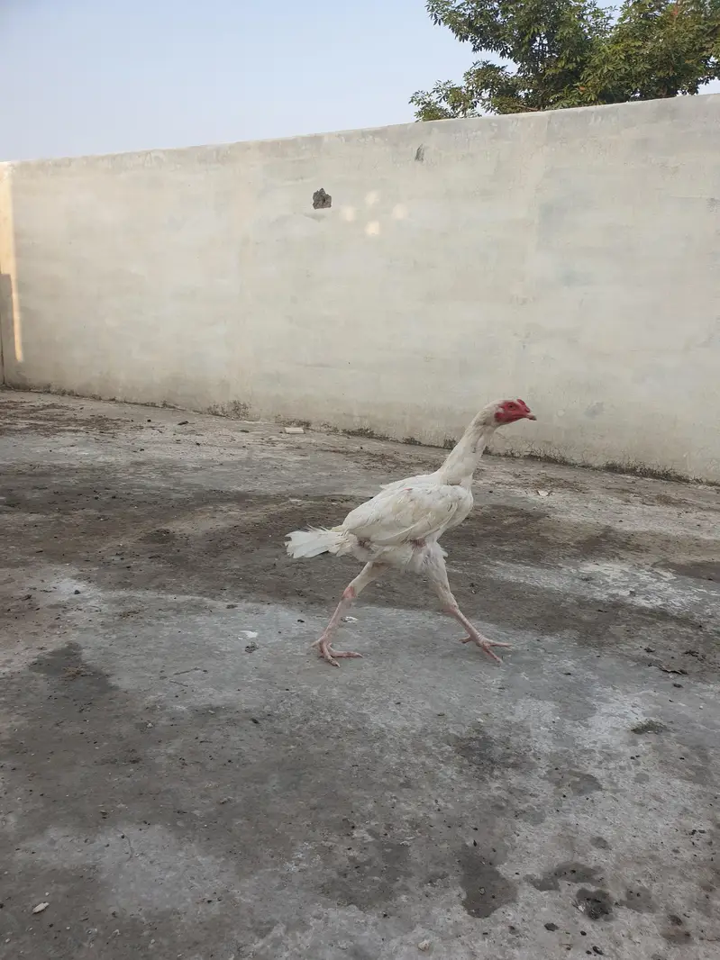 All chicks full healthy — photo 10