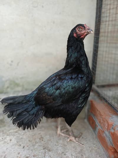 Pure Mushka Aseel Maadi (Female) - Heavy Weight 2.280 kg