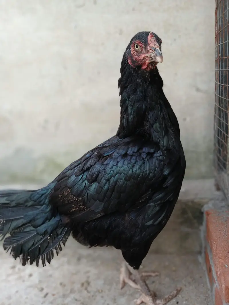 Pure Mushka Aseel Maadi (Female) - Heavy Weight 2.280 kg — photo 2