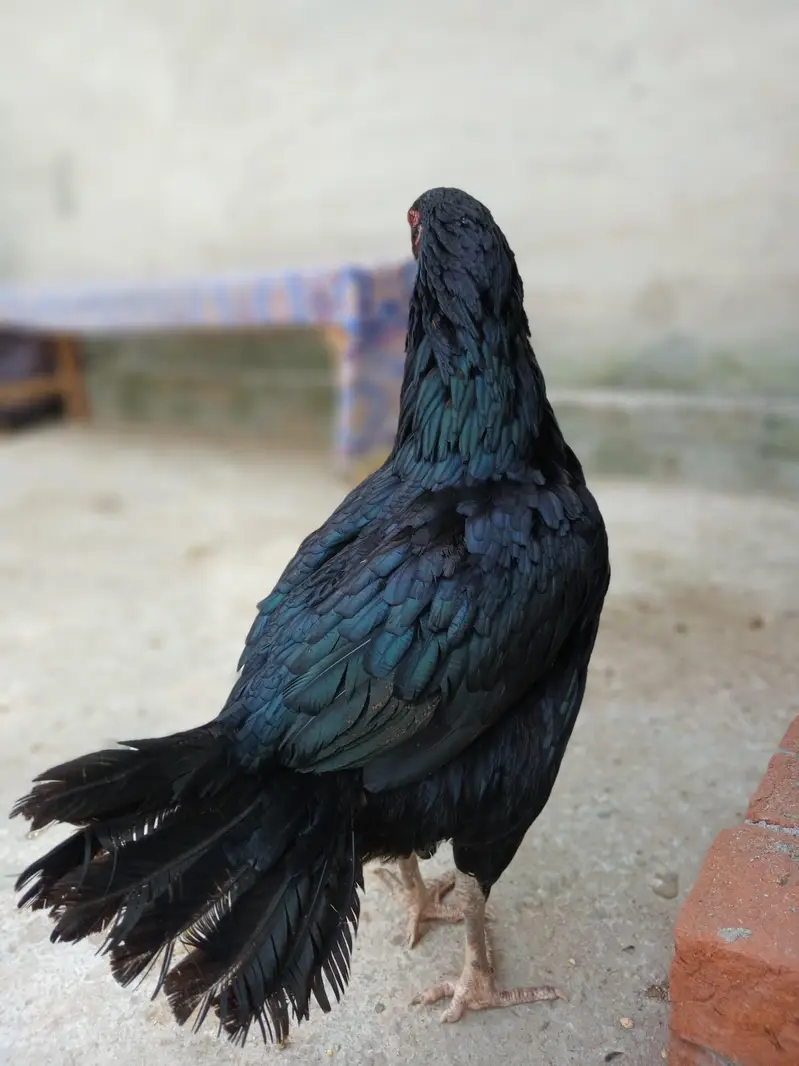 Pure Mushka Aseel Maadi (Female) - Heavy Weight 2.280 kg — photo 3