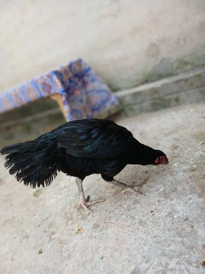 Pure Mushka Aseel Maadi (Female) - Heavy Weight 2.280 kg — photo 4