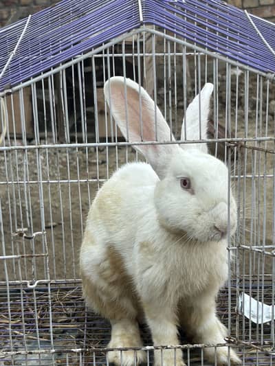 5kg blood line male for sale 03368792398
