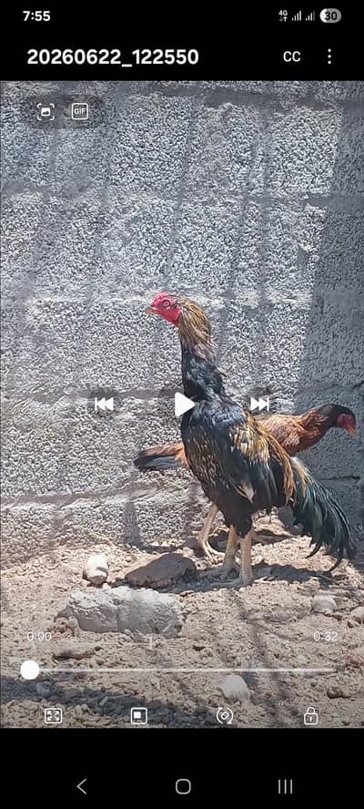اسیل مرغا فارسیل۔۔واٹساپ  03135700905