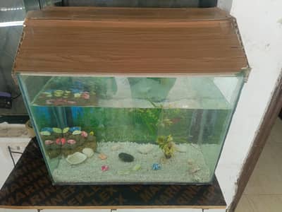fish equarium