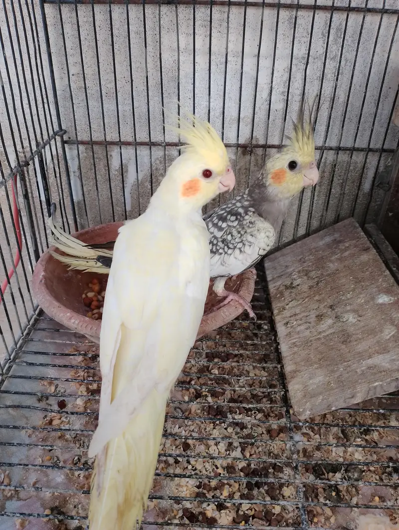 cocktail chicks age 3 months — photo 2