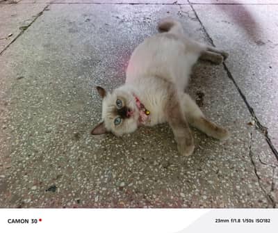 PERSIAN CAT FOR SALE