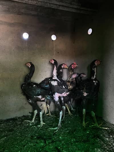 imported aseel birds