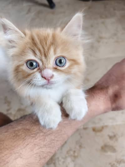 Beautiful Female Persian Kitten – 2 Months Old