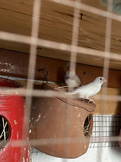 Finches dove