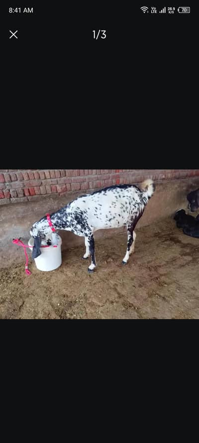 sony k liya tyr bakri for sale