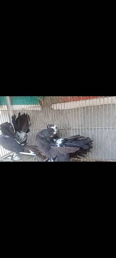 Amarcan fantail for sale
