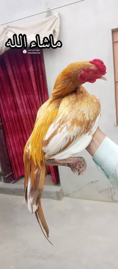 only call WhatsApp Aseel Murga