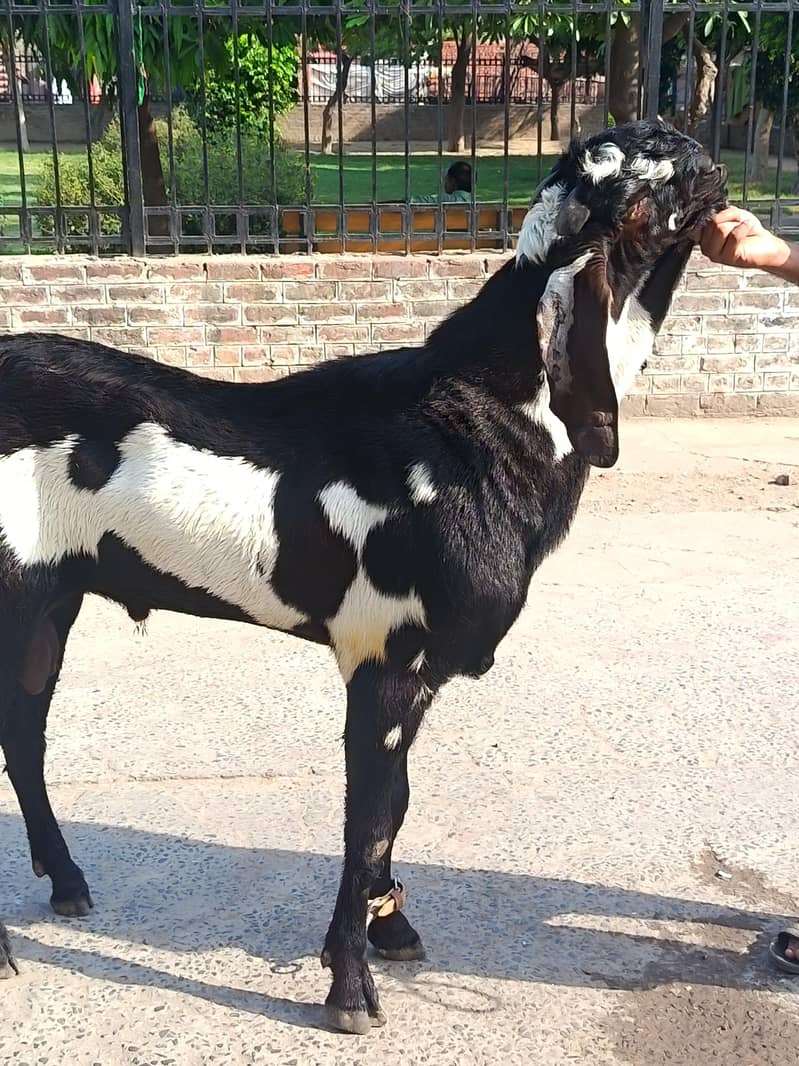 kala daba breeder 0