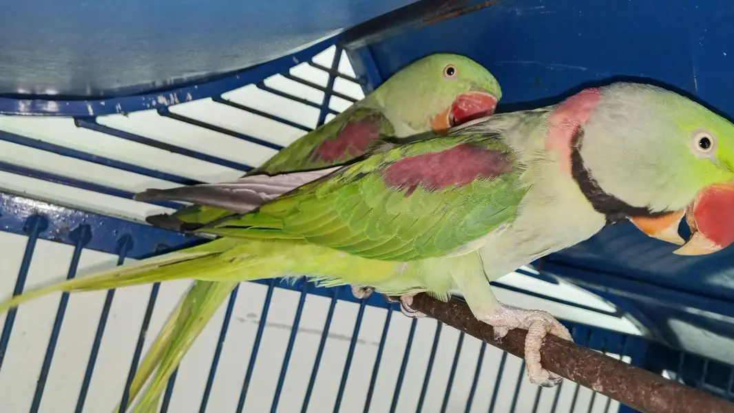 kashmiri Raw parrot — photo 2