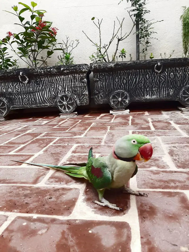 kashmiri Raw parrot — photo 3