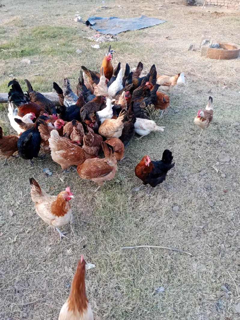 Desi Eggs|Fresh Pure Desi Andy|Islamabad — photo 6