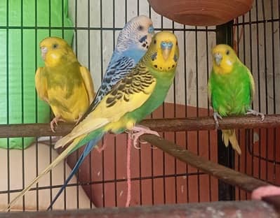 Australian budgies Breader pair
