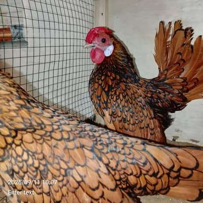 golden sebright pair and eggs