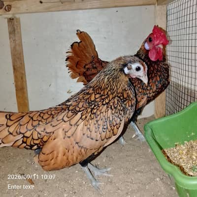 sebright pair and buf chick