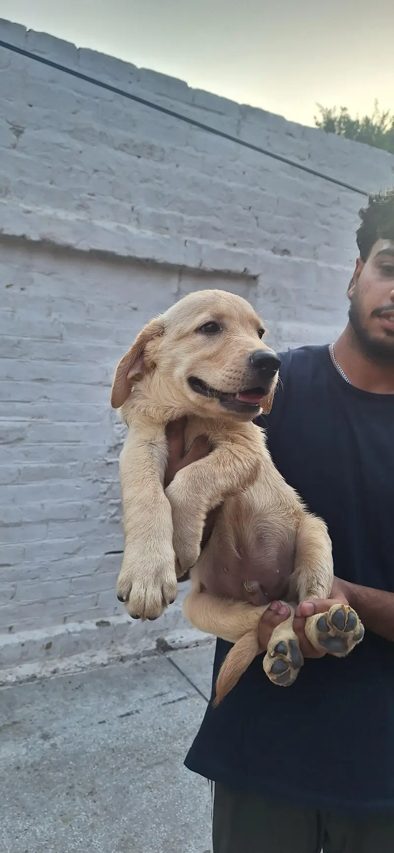 Labrador Breeder Female And Her 1 Female Puppy — photo 7