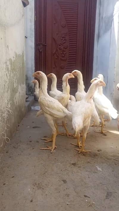 Aseel shamo/white shamo/white shamo chicks/aseel chicks/shamo breeder