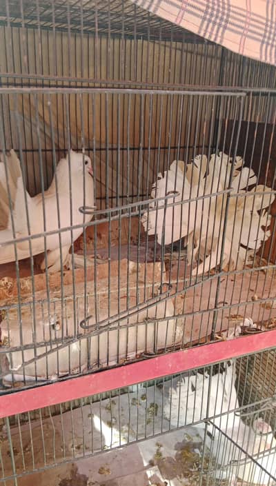 lucky pigeon breader pair for sale | Indian Fantail