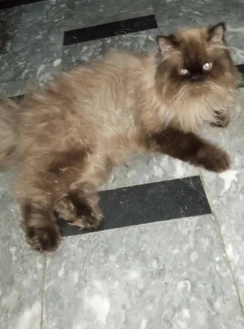 Beautiful Himalayan Persian Cat – Long Hair, Cute Face & Healthy 7