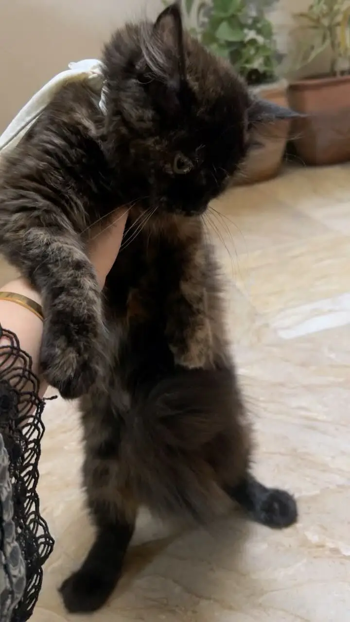 Persian triple layer cat for sale — photo 3