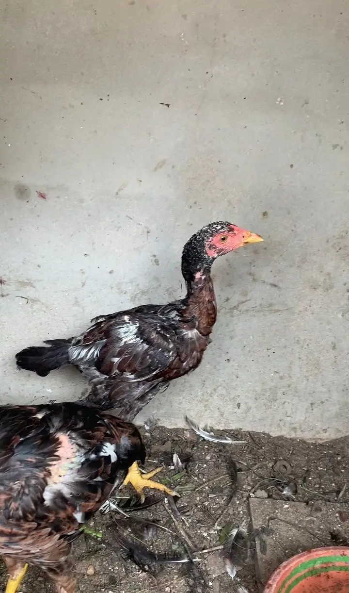 lasani or peeliya pathi 6 female 1male bahi ko smj Hy rabta kro — photo 3