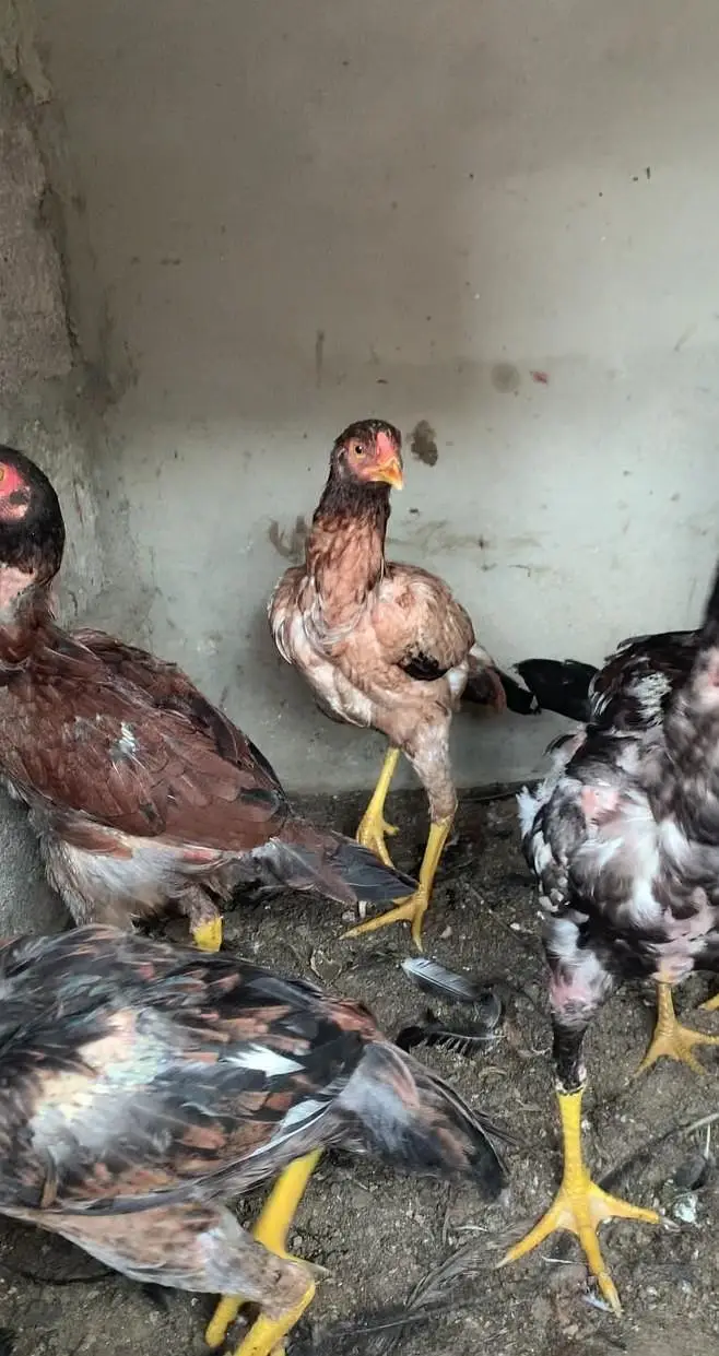 lasani or peeliya pathi 6 female 1male bahi ko smj Hy rabta kro — photo 9