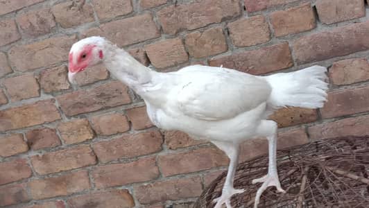 white Hira Aseel boht achi nasal ki madi ha