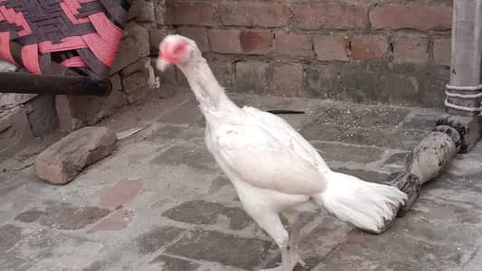 White Hira Aseel madi both achi nasal ki ha