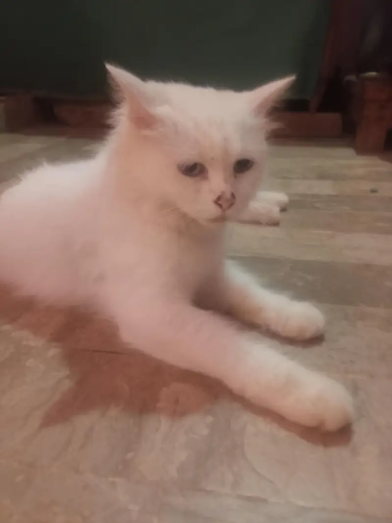 persian — photo 2