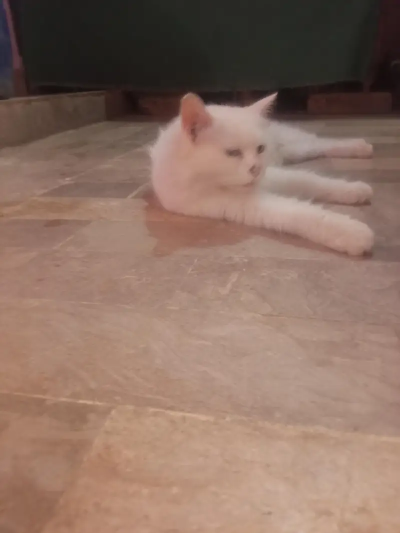 persian — photo 3