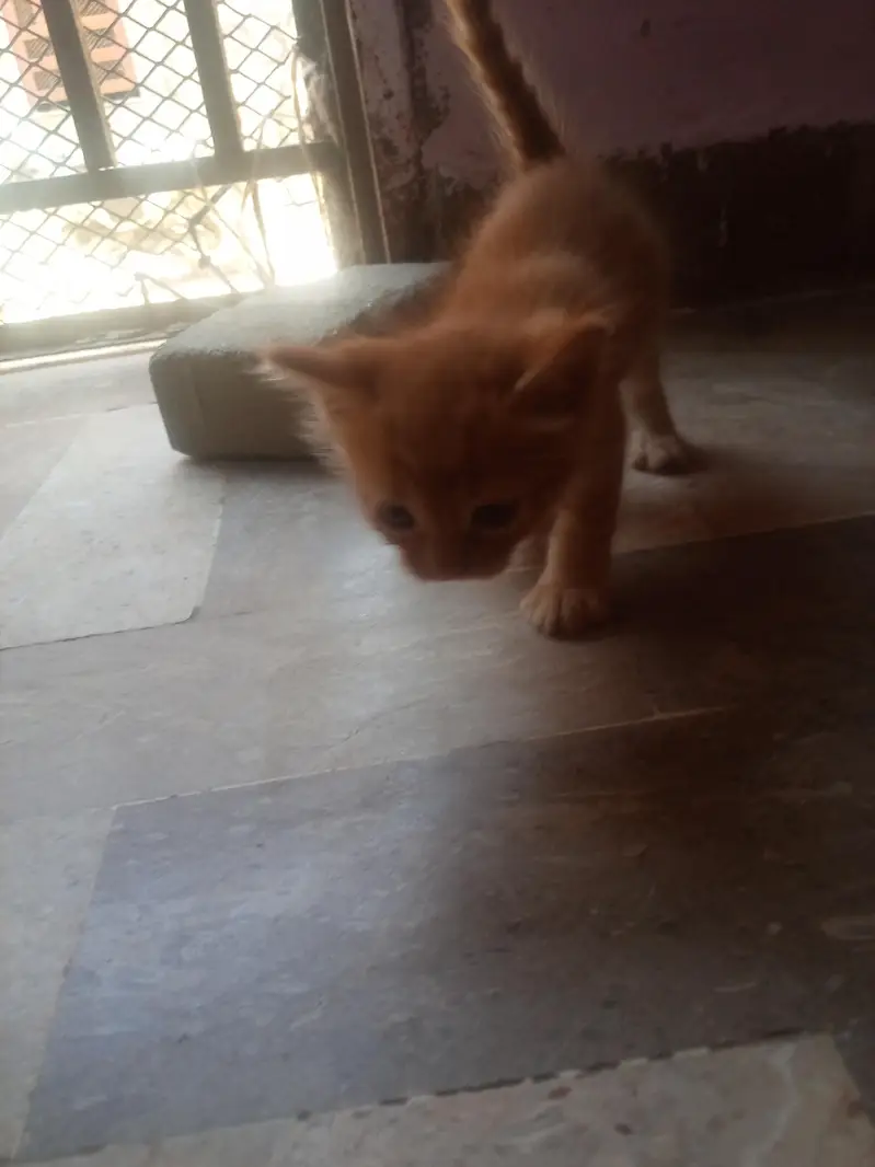 persian — photo 5