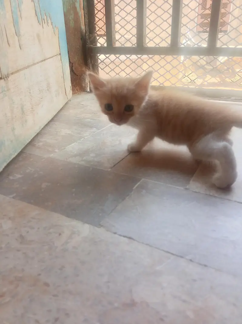 persian — photo 6