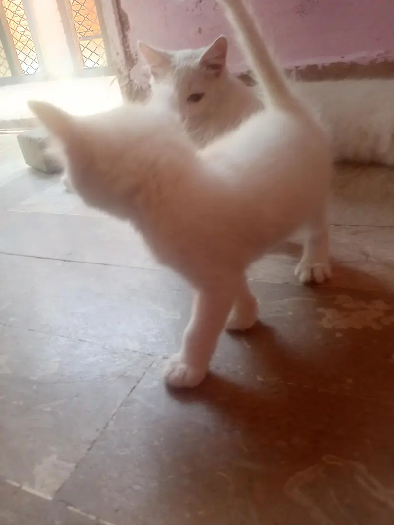 persian — photo 7