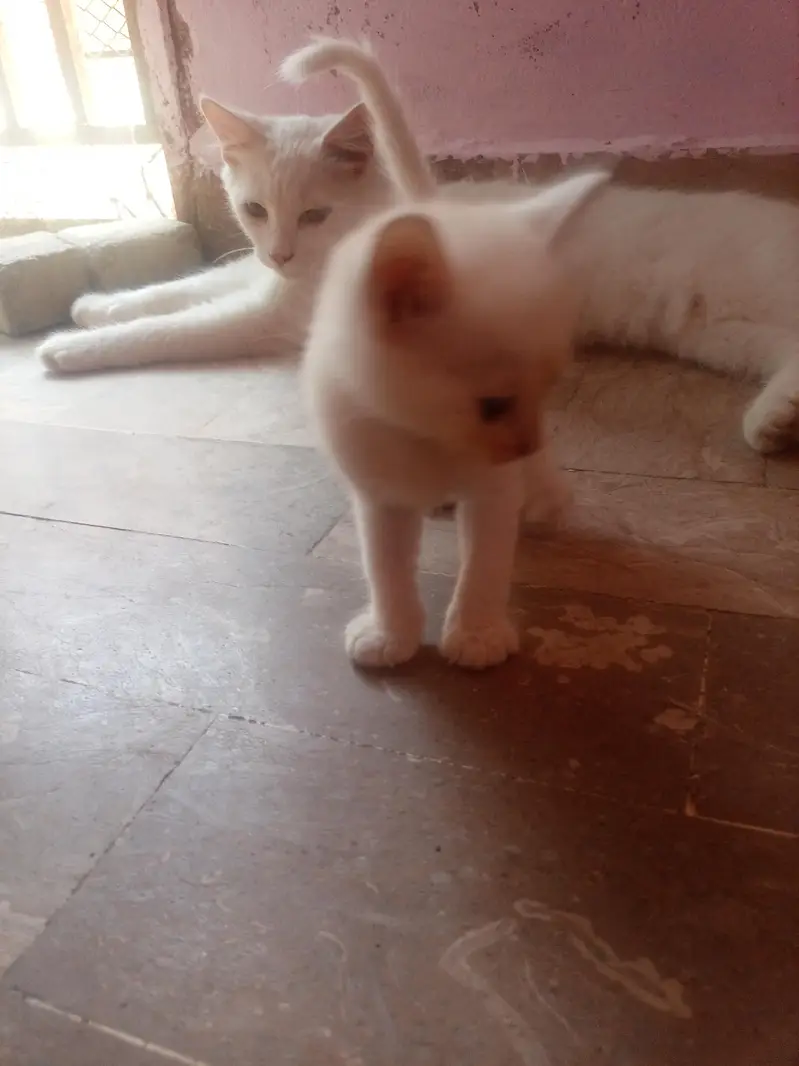 persian — photo 8