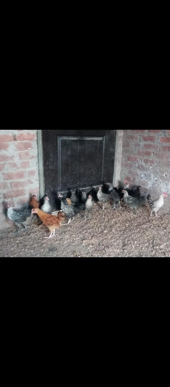 Fayoumi golden misri chicks — photo 2