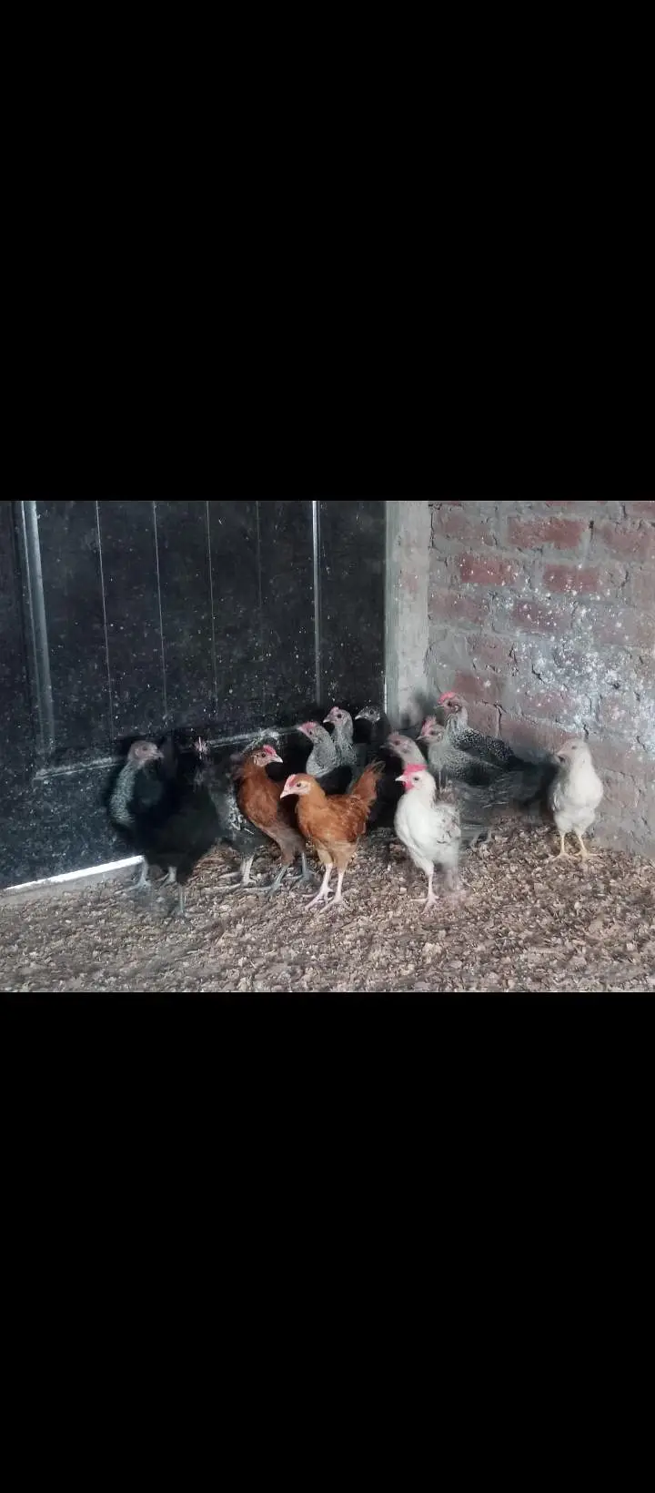 Fayoumi golden misri chicks — photo 3