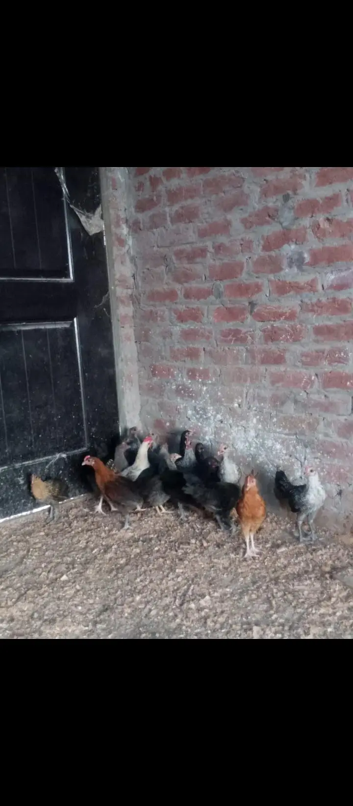 Fayoumi golden misri chicks — photo 4