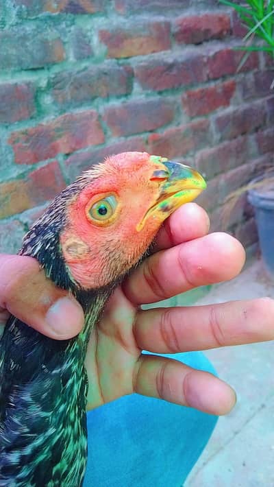 Indian parrot peek long tael