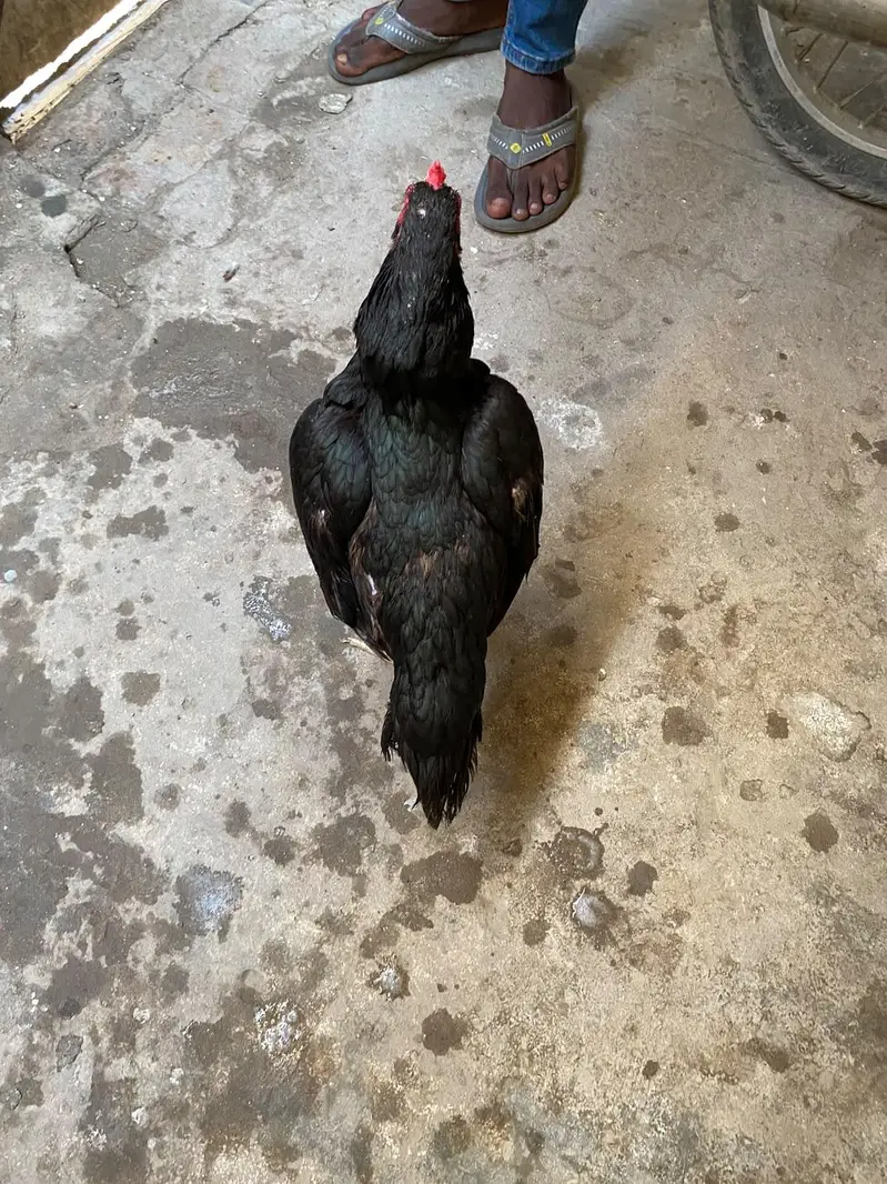 top quality mushki aseel murgi for sale — photo 3