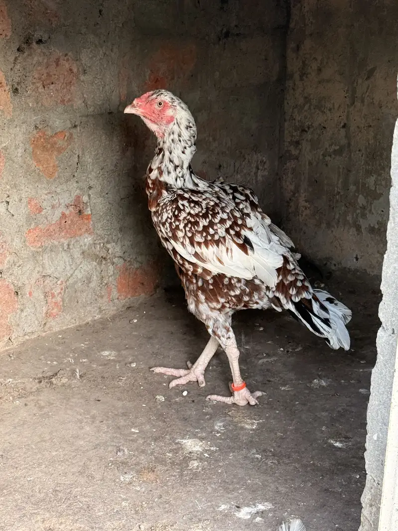 Aseel Murgi (Hen) — photo 2