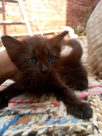 Persian kittens